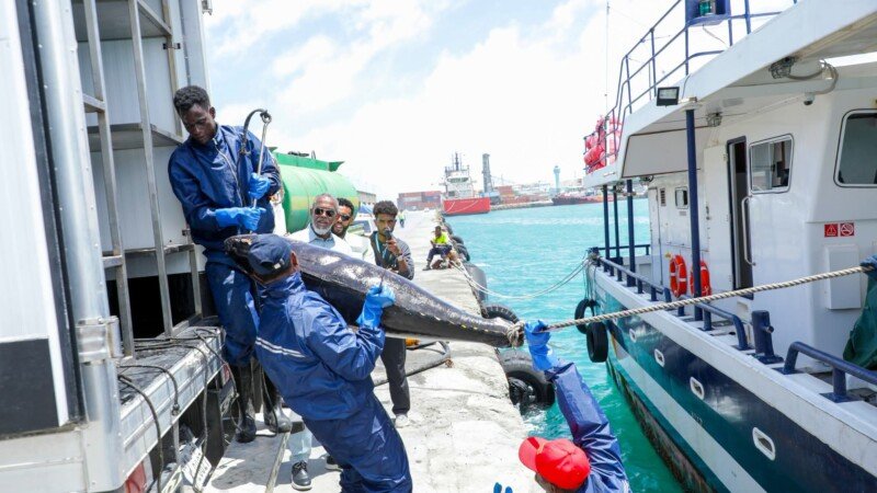 Fish Port General Manager
