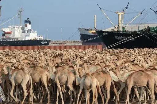 Livestock export